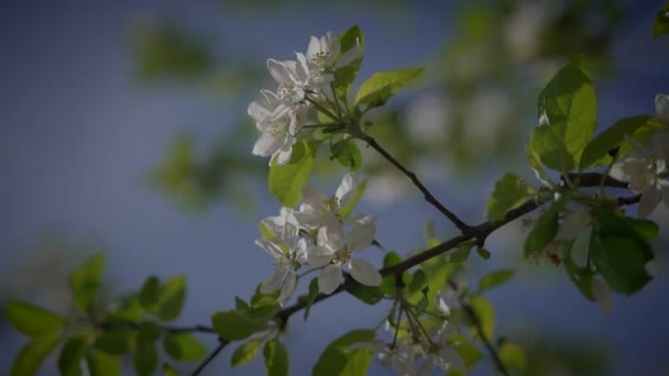Fleurs Blanches Une Fleur Cerisier Sur Cerisier Printemps — Video