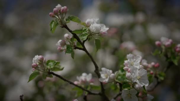 Frühling Blumen Blühen Floral Scenery Landschaft Freien — Stockvideo