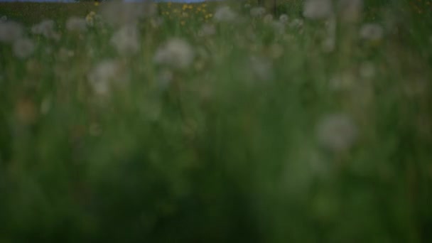 Белые Цветы Сакуры Вишне Весенний Сезон — стоковое видео