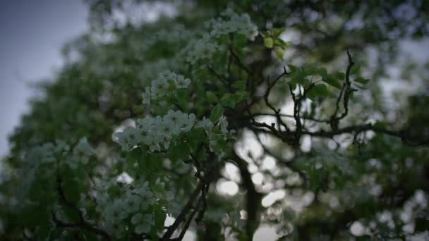 春花绽放在花园风光的户外 — 图库视频影像