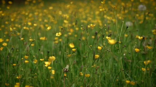 Біорізноманіття Природних Квіткових Рослин Природи Весняний Час — стокове відео