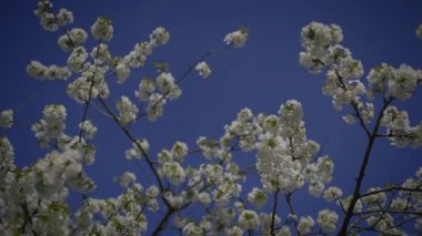 Bahar mevsiminde Kiraz Ağacında Beyaz Çiçekler 