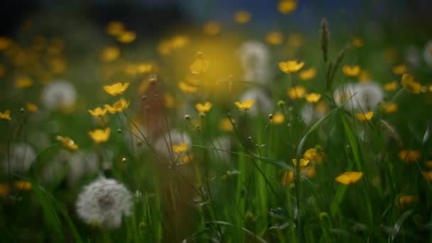 Różnorodność Biologiczna Naturalnych Roślin Kwiatowych Przyrodzie Krajobrazy Wiosną — Wideo stockowe