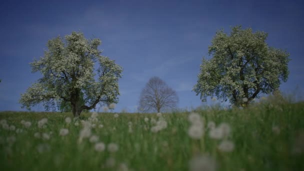 Білі Квіти Вишневого Цвітіння Вишневому Дереві Навесні Сезон — стокове відео