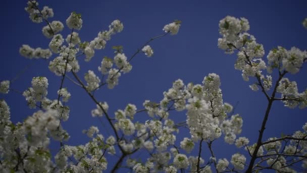 Bílé Květy Třešňového Květu Třešňovém Stromě Jarní Sezóně — Stock video