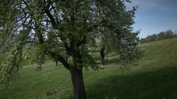 春季樱桃树上的樱花的白花 — 图库视频影像