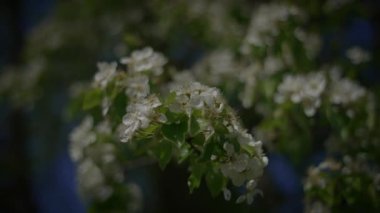 Çiçek Sahnesi Bahçesinde Bahar Çiçekleri Açar