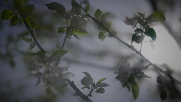 Bílé Květy Třešňového Květu Třešňovém Stromě Jarní Sezóně — Stock video