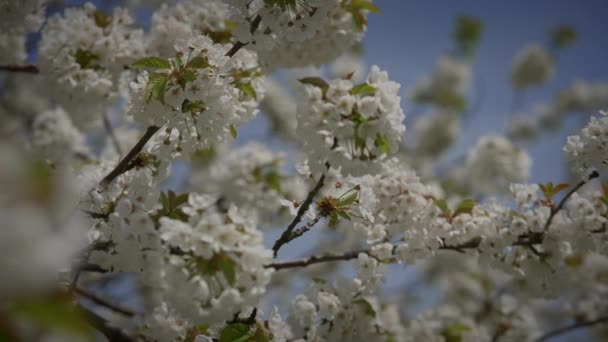 White Flowers Cherry Blossom Cherry Tree Spring Season — Stock Video