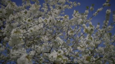 Bahar mevsiminde Kiraz Ağacında Beyaz Çiçekler 