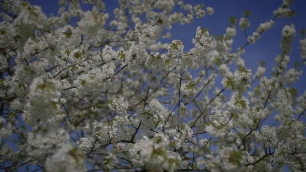 Белые Цветы Сакуры Вишне Весенний Сезон — стоковое видео