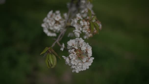 Tavaszi Virágok Virágzó Virágos Táj Szabadban — Stock videók