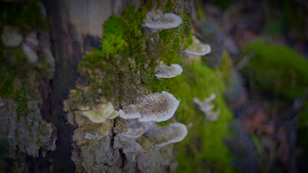 Closeup Shot Tree Trunk Covered Mushrooms Moss Showcasing Intricate Beauty — Stock Video