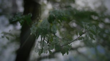 Çiçek Sahnesi Bahçesinde Bahar Çiçekleri Açar