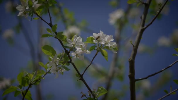 Våren Blommor Blommar Blommigt Landskap Utomhus — Stockvideo