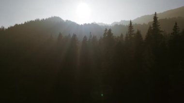 Sinema Drone Orman Ağaçları Manzarası Görüntüsü 