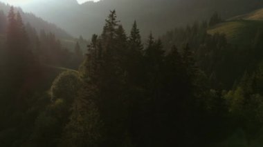 Gün ışığı Foogy Woodland Ağacı Doğa Ortamı 'na Parlıyor