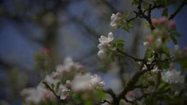 Bahar mevsiminde Kiraz Ağacında Beyaz Çiçekler 