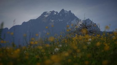 İlkbaharda Doğa Sahnesinde Doğal Çiçek Bitkilerinin Biyolojik Çeşitliliği