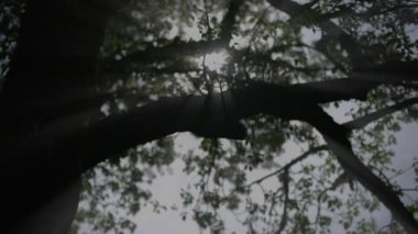 Bahar mevsiminde Kiraz Ağacında Beyaz Çiçekler 