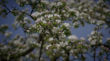 Sersemletici bir kiraz ağacı tam çiçeklenmiş, beyaz çiçekleri açık mavi gökyüzüne karşı güzel bir tezat oluşturuyor.