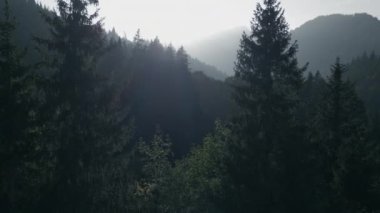 Yoğun bir dağ ormanının sakin bir görüntüsü. Arka planda ağaçların arasından süzülen güneş ışığı ve sisli..