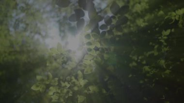 Yemyeşil yaprakların arasından süzülen güneş ışığı büyüleyici bir ormanı andıran sakin bir atmosfer yaratır.