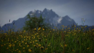 İnanılmaz güzel bir dağ çayırı. Canlı sarı kır çiçekleri ve görkemli kar tepeleri var.