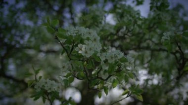 Serin yeşil bir arka planda çiçek açan baharın huzurlu bir görüntüsü, somutlaştırıcı doğa güzellik ve sükunet.