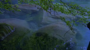 Yumuşak ışık altında sisli atmosfer, yosun kaplı kayalar ve yemyeşil yapraklar içeren sakin orman sahnesi.