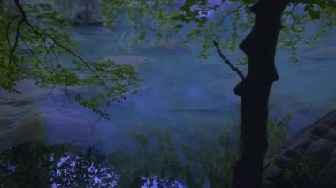 Alacakaranlıktaki dingin orman gölü sahnesi, sisli yansımaları ve yemyeşil, sakin bir ortamda..