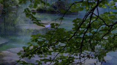 Sakin suyun etrafında canlı yeşil yapraklar, doğa ve sükunet temaları için mükemmel. Huzur ayarları için ideal arkaplan