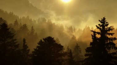 Güneşin doğuşu çam ormanını altın bir parlaklıkta yıkar. Dünyanın dokunmadığı sakin ve mistik bir atmosfer yaratır.