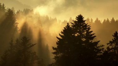 Sabah sisinin içinden yükselen güneş ışınları dingin, huzurlu manzarada yemyeşil ormanı aydınlatıyor..