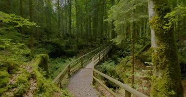 Dalgalı, yeşil bir ormanın içinden geçen ahşap yürüyüş yolu. Doğa meraklıları ve sakin kaçışlar için mükemmel..