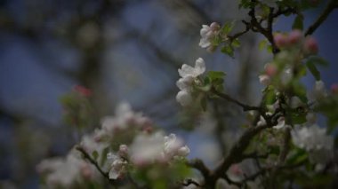 Ağaç dallarında güzel bahar çiçeklerinin yumuşak ışıkla yıkanmış, yeni başlangıçları sembolize eden yumuşak odak görüntüsü..