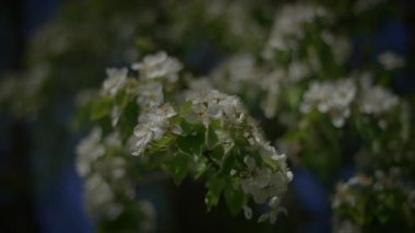 Hassas beyaz bahar çiçekleri yumuşak odak altında yakalandı huzurlu gece gökyüzü altında, güzelliği vurguluyor..