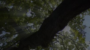 Güneş ışığı tepe örtüsünün içinden süzülüp barışçıl bir atmosfer oluştururken orman ortamı sakin ve sakin.