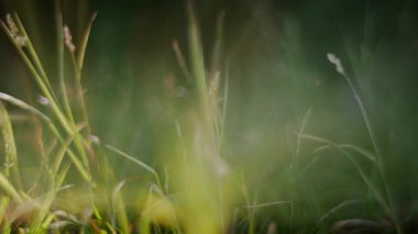 Çayırda sallanan otların huzurlu bir görüntüsü, dingin bir atmosfer yaratıyor, ruhani bir kalitede.