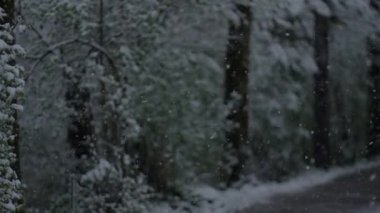 Karla kaplı sakin bir orman yolu huzur ve sükunet getirir. Kışın vahşi doğada sakin bir atmosfer yaratır.
