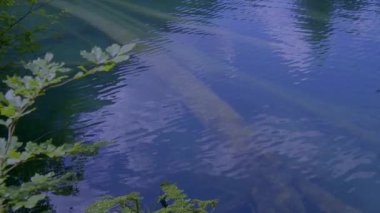 Sahil üzerindeki yeşil yaprakları yansıtan sakin bir su görüntüsü, sakin ve doğal bir manzara yaratıyor.