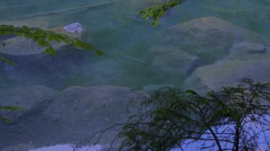 Sakin ve sakin bir günde, sualtı kayaları ve canlı yeşil çevreyle dolu huzurlu bir su deresinde.