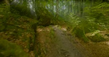 Yosunlu kayalarla dolu sakin orman yolu huzur ve güzellik yayar, keşifleri ve doğayla bağlantıyı teşvik eder.
