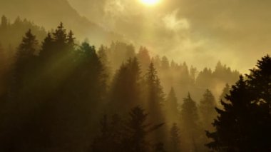 Altın güneş ışığında sakin bir orman, sisli büyülü bir atmosfer yaratıyor, huzur ve sükuneti çağrıştırıyor.