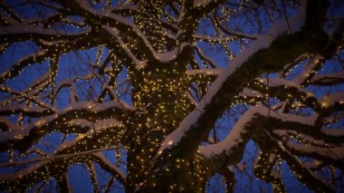 Işıldayan ışıklarla bezenmiş karla kaplı bir ağaç masmavi bir gökyüzüne karşı büyülü bir kış sahnesi yaratıyor..