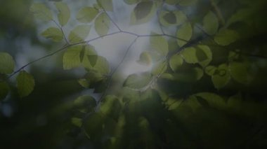 Yeşil yaprakların büyüleyici yakın çekimi ruhani ışık ve yumuşak odaklı rüya gibi doğal bir sahne yaratıyor..
