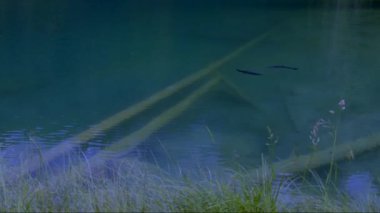 Temiz suyu olan sakin bir gölde batık kütükler ve balıklar dinlenmek için mükemmel sakin bir atmosfer sunuyor.