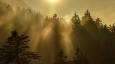 Güneş ışığı sisli ormandan süzülerek ormanda büyülü ve sakin bir sabah atmosferi yaratır.