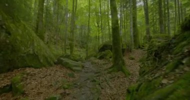 Geniş, yosun kaplı kayalar ve kalın yeşil yapraklarla sakin bir atmosfer oluşturan sakin orman yolu..