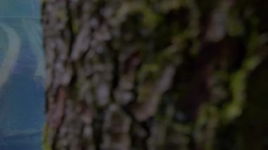 Doğal ışık altında yosun kaplı ağaç kabuğunun karmaşık dokusunu yakalayan yüksek çözünürlüklü yakın plan görüntüsü.